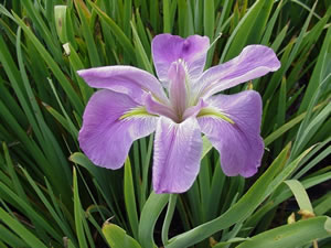 Louisiana Iris - Heather Stream